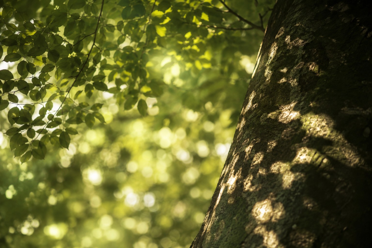 Dappled golden sunlight filtering through the leaves of a tall tree onto a quiet path, bright shifting patches and soft shadows — komorebi, the light that leaks through trees.