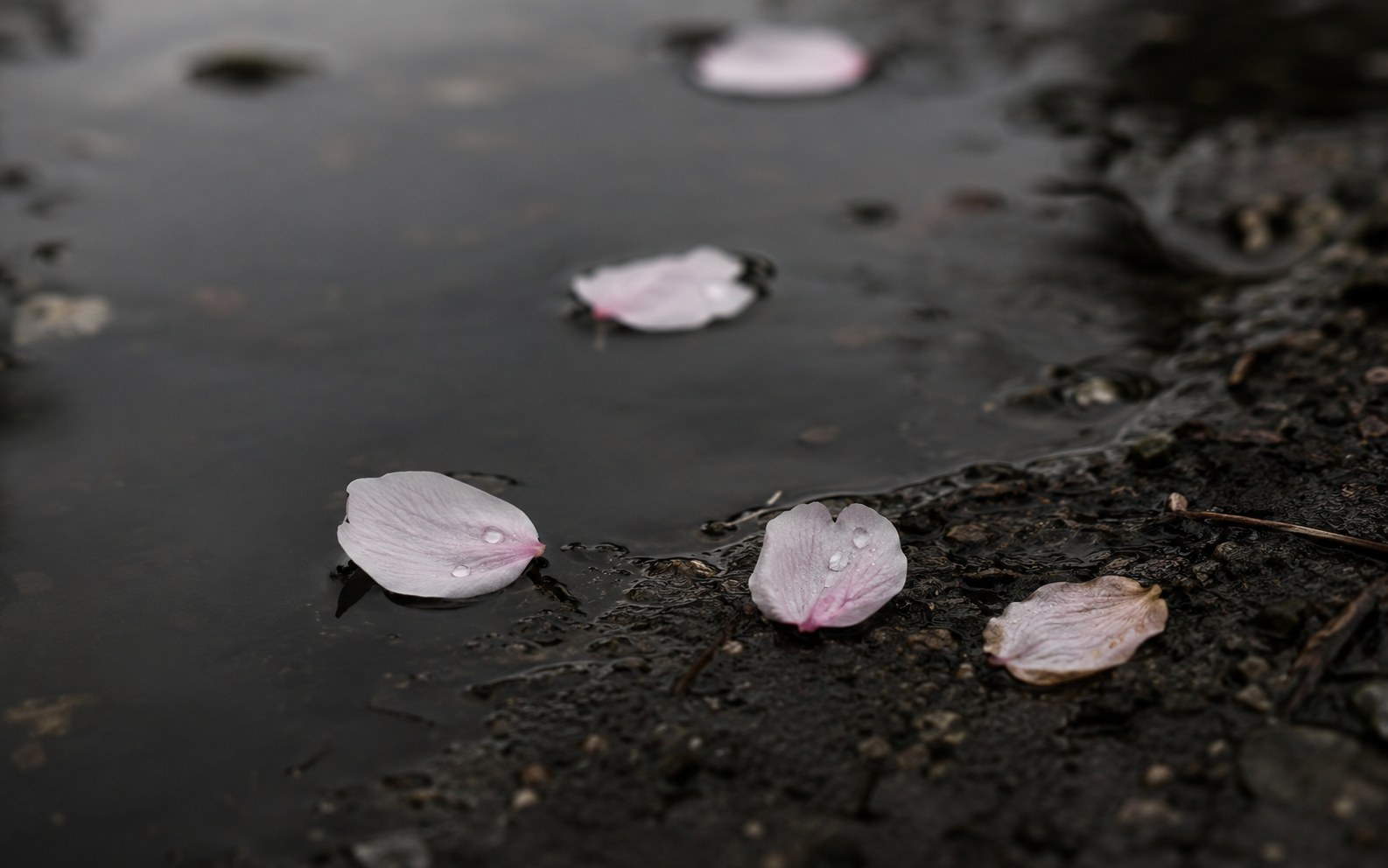 A drift of pale cherry blossom petals falling and settling on still water and dark earth, soft spring light, a few petals already browning — beauty and its passing in one image.