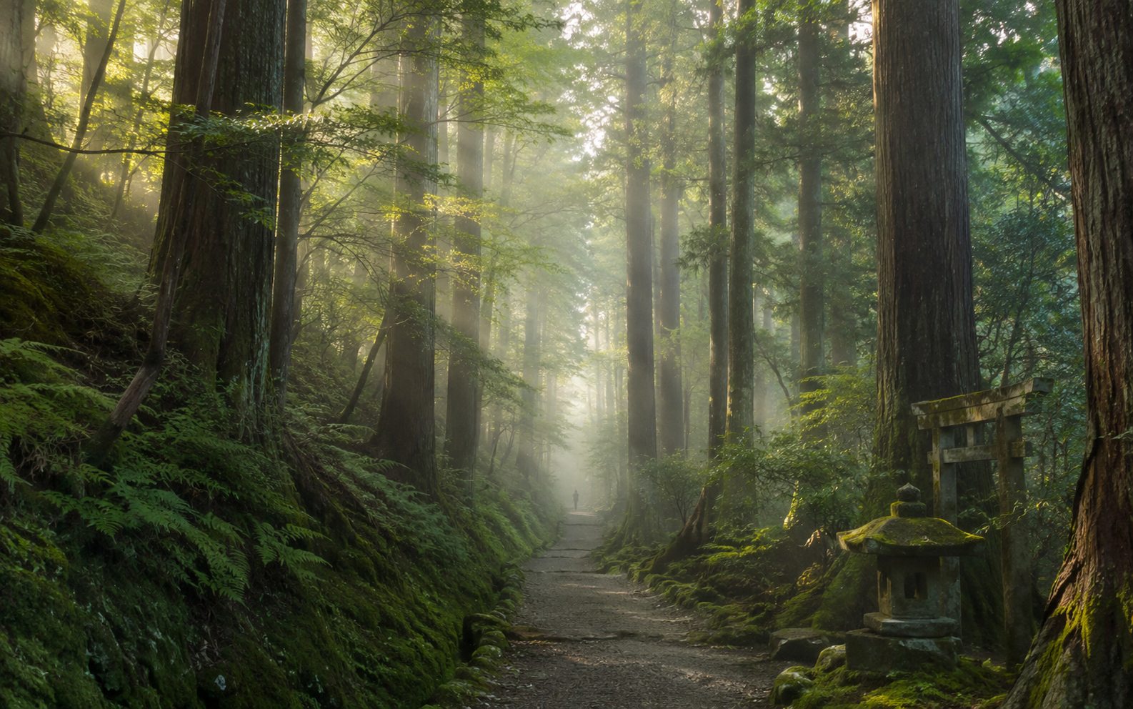 A person standing quietly on a soft path in a calm green forest in soft morning mist, light filtering through tall trees, unhurried and present — the practice of shinrin-yoku, forest bathing.
